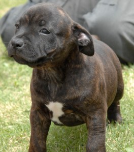 Our Staffordshire Bull Terrier Puppy