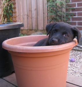 Shelley in flower pot